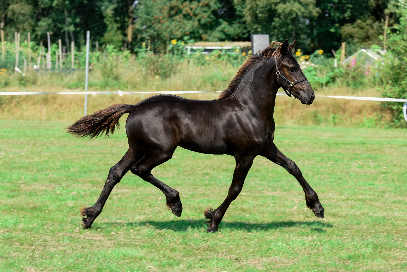 52 Wealtje K (Hessel x Rindert) (FD St.Nyk)_20150820_DSC_8766 - kl