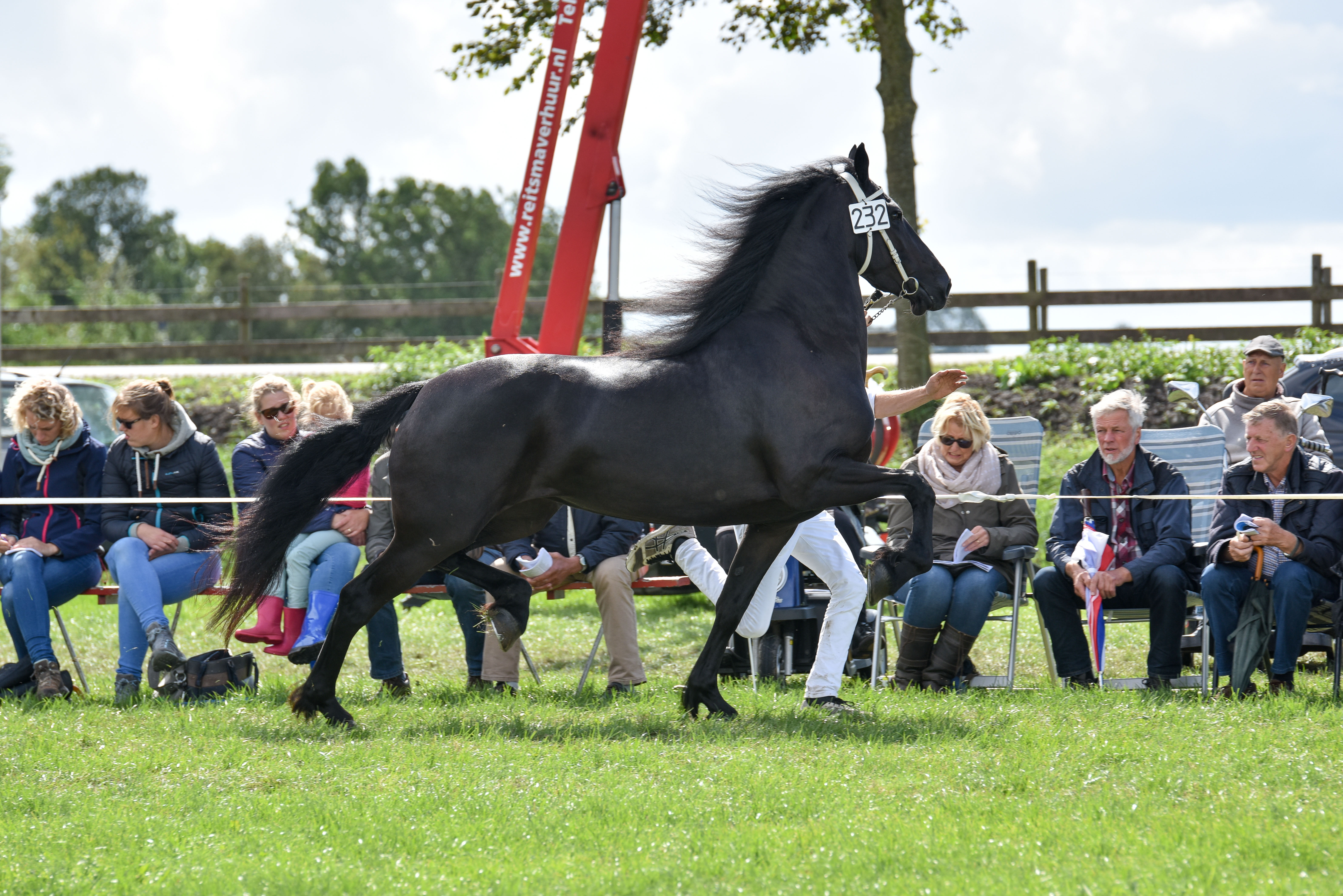 Talina van de Marne (Tsjalle 454 x Jasper 366), kampioen oudere merries