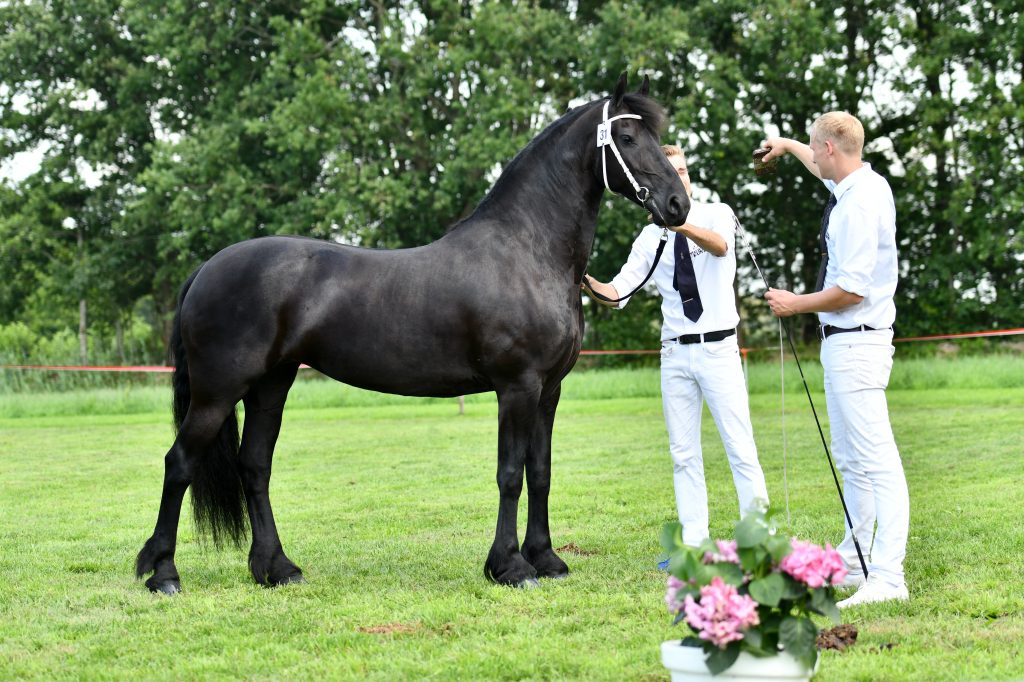 Juwiel H. fan Lutke Peinjum (Tsjalle 454 x Jasper 366)-7060