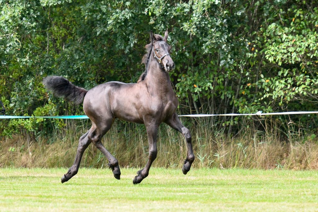 Marieke fan ‘e Kleasterwei (Teun 505 x Maurits 437)-0940